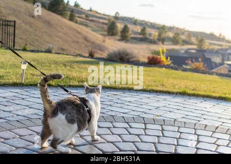 A shorthair domestic gray and white tabby cat walks outdoors on a patio while in a harness leash with the sun setting over a valley behind.