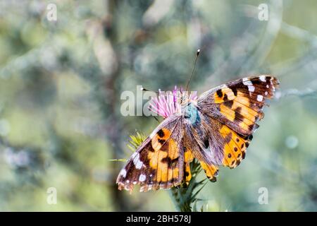 Close up of Painted Lady (Vanessa cardui) butterfly sipping nectar on a Slender Thistle (Carduus tenuiflorus) wildflower, California Stock Photo
