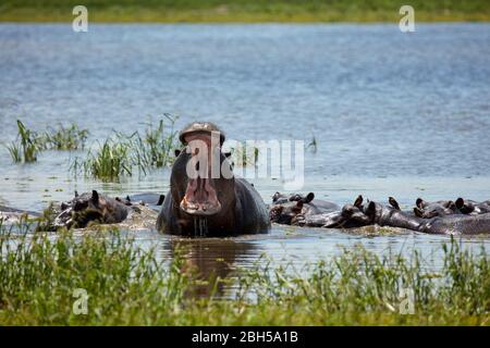Hippo yawning, Hippo Pools, Moremi Game Reserve, Botswana, Africa Stock Photo