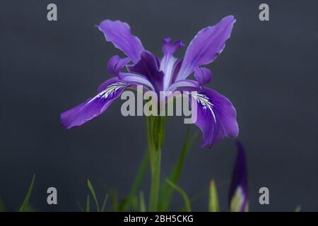 A purple wild iris flower. Stock Photo