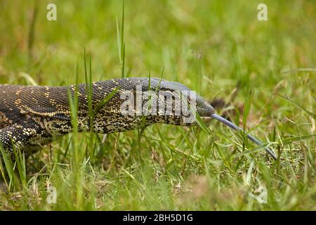 Nile monitor (Varanus niloticus), also called water leguaan, Chobe National Park, Botswana, Africa Stock Photo