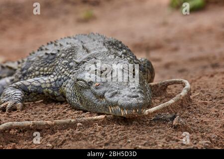 Nile crocodile (Crocodylus niloticus), Chobe River, Chobe National Park, Kasane, Botswana, Africa Stock Photo