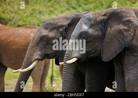 African Elephants (Loxodonta africana), Chobe River Front Region, Chobe National Park, Botswana, Africa Stock Photo