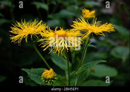 Bright yellow flowers on a dark green background Stock Photo