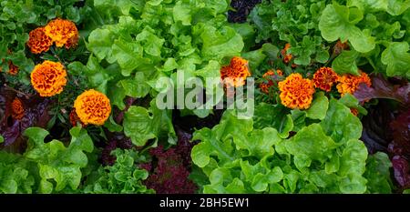 Marigold flowers growing among the curly leaf lettuce Stock Photo