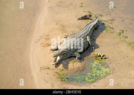 Nile Crocodile (Crocodylus niloticus), at a river, Kenya, Africa Stock Photo