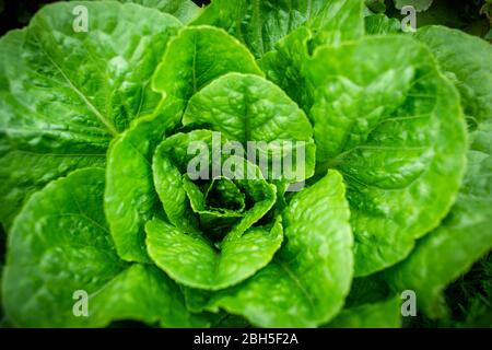 Fresh Romaine lettuce growing in a garden Stock Photo