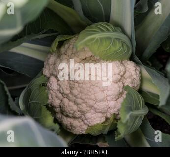 Cauliflower growing in a garden Stock Photo
