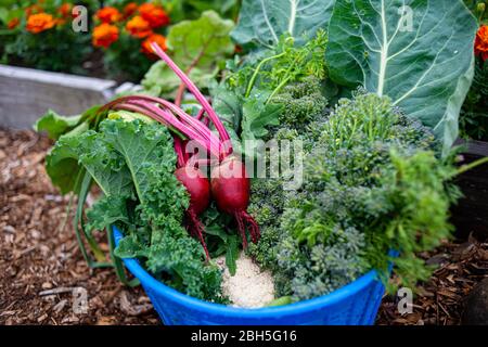 Summer harvest of vegetables from the garden such as beets, kale and broccoli Stock Photo