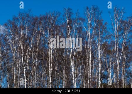 Sunlit birch tree forest in early spring season Stock Photo