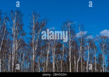 In the birch tree wood in early spring season Stock Photo