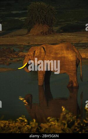 African Elephant (Loxodonta africana) drinking at waterhole at night, Senyati Safari Camp, near Kasane, Botswana, Africa