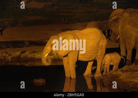 African Elephants (Loxodonta africana) drinking at waterhole at night, Senyati Safari Camp, near Kasane, Botswana, Africa African Elephants (Loxodonta africana) drinking at waterhole at night, Senyati Safari Camp, near Kasane, Botswana, Africa