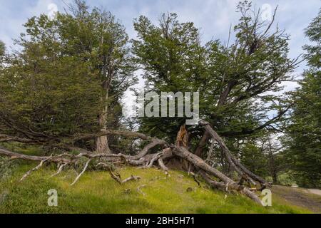 Wild nature in Tierra del Fuego National Park, Argentina Stock Photo