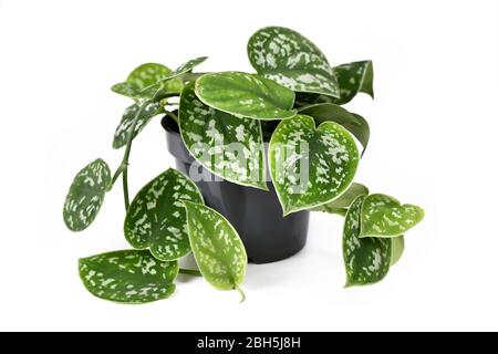 varigated spider plant Chlorophytum Hawaiian Spider Plant ( Green Variegated )  In Succulent Love