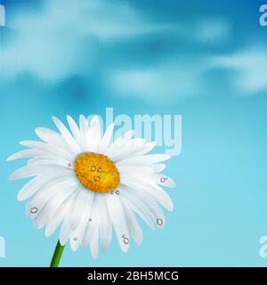 Chamomiles on a blue sky background, vector illustration Stock Vector