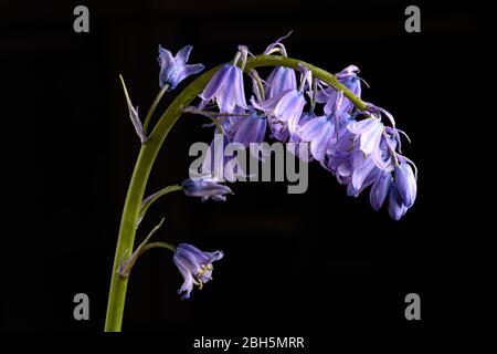 Bluebell flowers isolated on black background Stock Photo