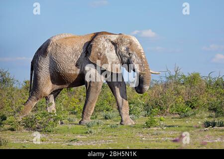 Large African elephant (Loxodonta africana) bull covered in mud, Etosha National Park, Namibia Stock Photo