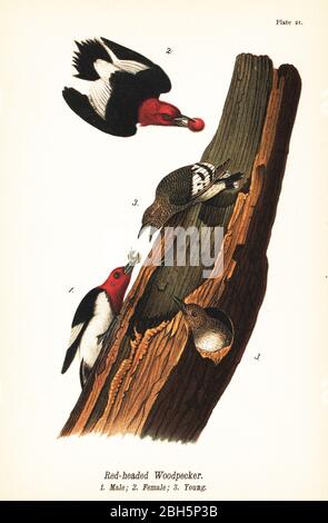 Red-headed woodpecker, Melanerpes erythrocephalus, male 1, female 2, young 3. Chromolithograph after an ornithological illustration by John James Audubon from Benjamin Harry Warren’s Report on the Birds of Pennsylvania, E.K. Mayers, Harrisburg, 1890. Stock Photo