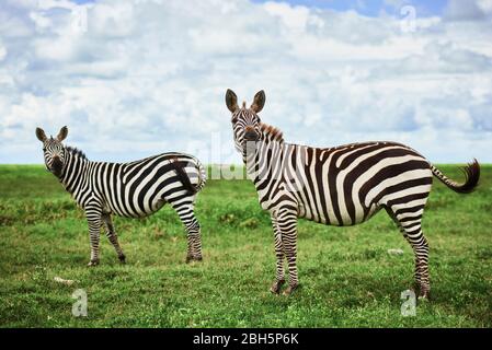 Two beautiful zebras in Africa Two beautiful zebras in Africa