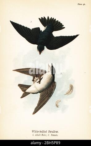 Tree swallow, Tachycineta bicolor. White-bellied swallow, adult male 1, female 2. Chromolithograph after an ornithological illustration by John James Audubon from Benjamin Harry Warren’s Report on the Birds of Pennsylvania, E.K. Mayers, Harrisburg, 1890. Stock Photo