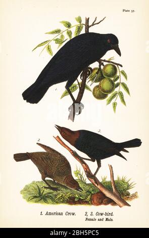 American crow, Corvus brachyrhynchos 1, and brown-headed cowbird, Molothrus ater, female 2, and male 3. Chromolithograph after an ornithological illustration by John James Audubon from Benjamin Harry Warren’s Report on the Birds of Pennsylvania, E.K. Mayers, Harrisburg, 1890. Stock Photo