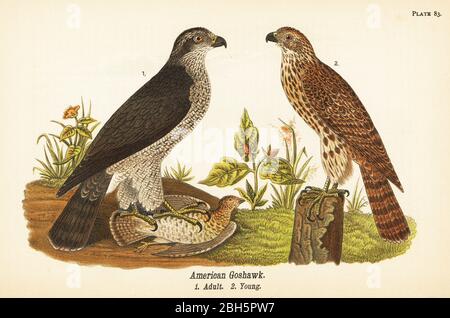 Northern goshawk, Accipiter gentilis, American goshawk, adult with prey 1, young 2. Chromolithograph after an ornithological illustration by John James Audubon from Benjamin Harry Warren’s Report on the Birds of Pennsylvania, E.K. Mayers, Harrisburg, 1890. Stock Photo