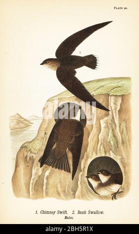 Chimney swift, Chaetura pelagica 1, bank swallow, Riparia riparia 2, males. Chromolithograph after an ornithological illustration by John James Audubon from Benjamin Harry Warren’s Report on the Birds of Pennsylvania, E.K. Mayers, Harrisburg, 1890. Stock Photo