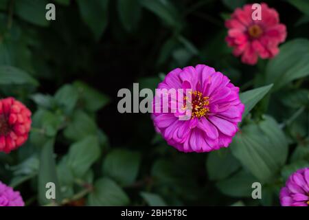 Gerbera flower in the garden, Scientific name is Gerbera jamesonii Stock Photo