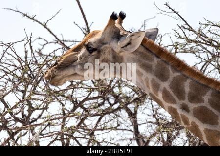 Angolan giraffe, Giraffa giraffa angolensis, aka Namibian giraffe, Etosha National Park, Namibia, Africa Stock Photo