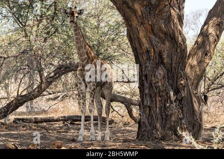Young Angolan giraffe, Giraffa giraffa angolensis, aka Namibian giraffe, Caprivi Strip, Mahongo National Park, Namibia, Stock Photo