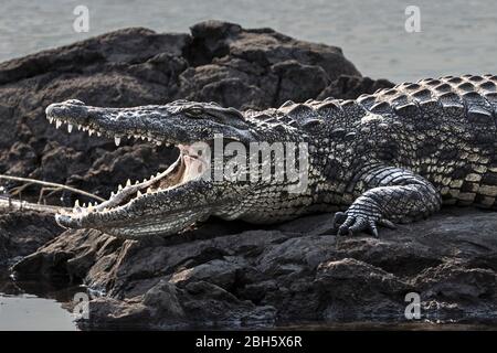 Basking female Nile crocodile, Crocodylus niloticus, cooling with open mouth, Okovango River, Caprivi Strip, Namibia, Africa Stock Photo
