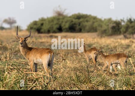 Red Lechwe, dusk, Nkasa Rupara(Mamili) National Park, Caprivi Strip, Namibia, Africa Stock Photo