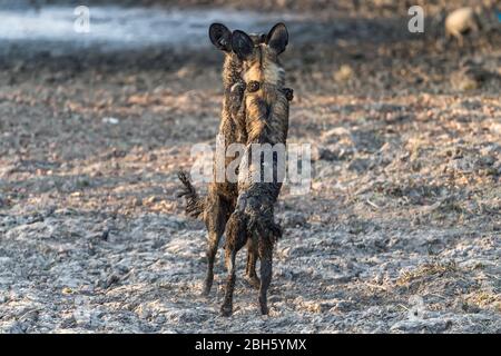 Play fighting, Mud covered Africa Wild aka Painted Dogs, by waterhole, Nanzhila Plains, Kafue National Park, Zambia, Africa