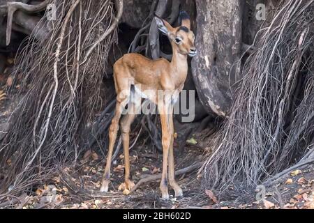 Newborn impala in hollow of tree waiting for its mother, Nanzhila Plains, Kafue National Park, Zambia, Africa Stock Photo