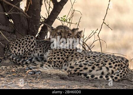 Mother Cheetah with shy cub, Nanzhila Plains, Kafue National Park, Zambia, Africa Stock Photo