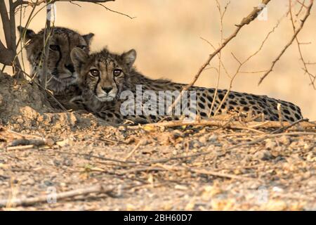 Mother Cheetah with cub, late afternoon, Nanzhila Plains, Kafue National Park, Zambia, Africa Stock Photo
