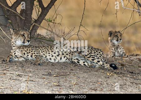 Mother Cheetah with cub at dusk, Nanzhila Plains, Kafue National Park, Zambia, Africa Stock Photo