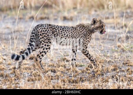 Cheetah cub, Nanzhila Plains, Kafue National Park, Zambia, Africa Stock Photo