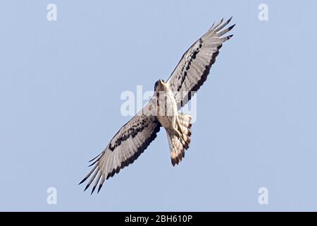 African Hawk Eagle, Aquila spilogaster, Kafue River, Kafue National Park,  Zambia, Africa Stock Photo
