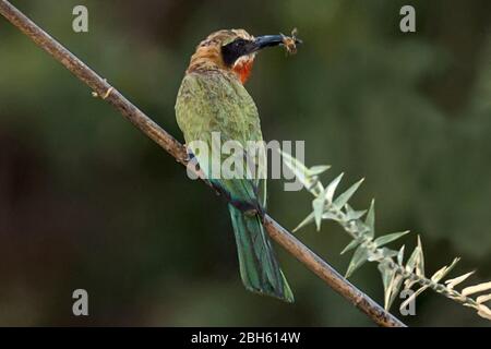 White-fronted bee-eater, Merops bullockoides, with caught bee, Kafue River, Kafue National Park, Zambia, Africa Stock Photo