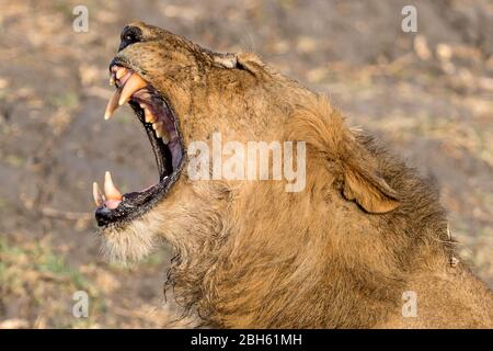 Young Male Lion yawning, dusk, Kafue River, Kafue National Park, Zambia, Africa Stock Photo