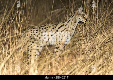 Serval, hunting at night, Kafue River, Kafue National Park, Zambia, Africa Stock Photo