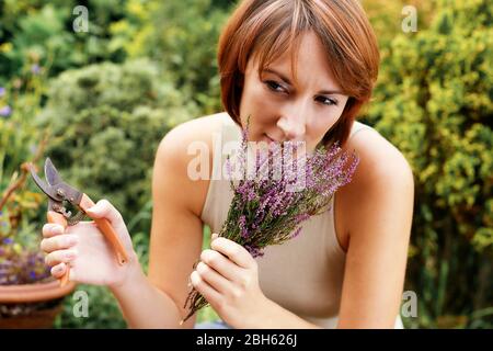 Attractive woman cutting Lavender plant Stock Photo