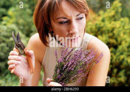 Attractive woman cutting Lavender plant Stock Photo