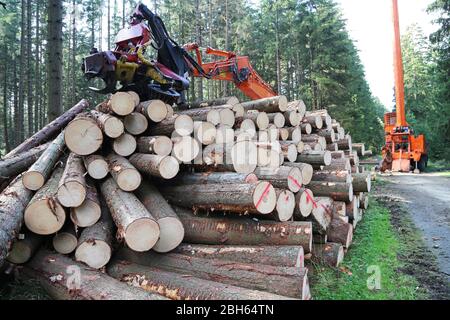 Harvester with stacked tree trunks in the forest Stock Photo