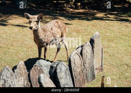 Nara park, deer on grass in Nara, Japan Stock Photo