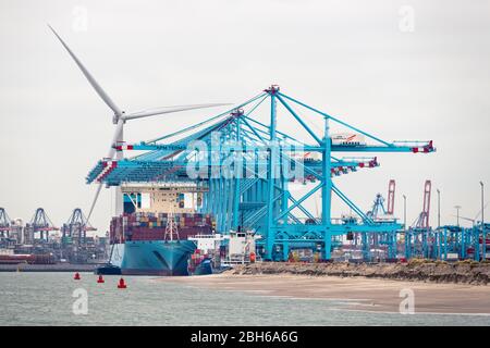 ROTTERDAM, MAASVLAKTE, THE NETHERLANDS - MARCH 15, 2020: Container ship Madrid Maersk is moored at the APM terminals at the Maasvlakte , Port of Rotte Stock Photo