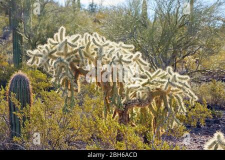 Chain Fruit Cholla (Opuntia fulgida) in Organ Pipe Cactus National Monument in Arizona USA Stock Photo