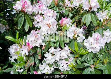 Pink rhododendron indicum flower blooming Stock Photo